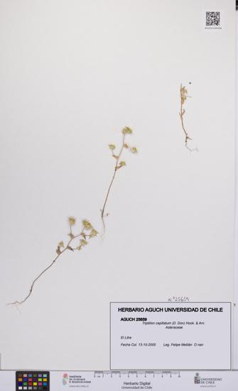 Triptilion capillatum [Espécimen: UCH:AGUCH:0025659]