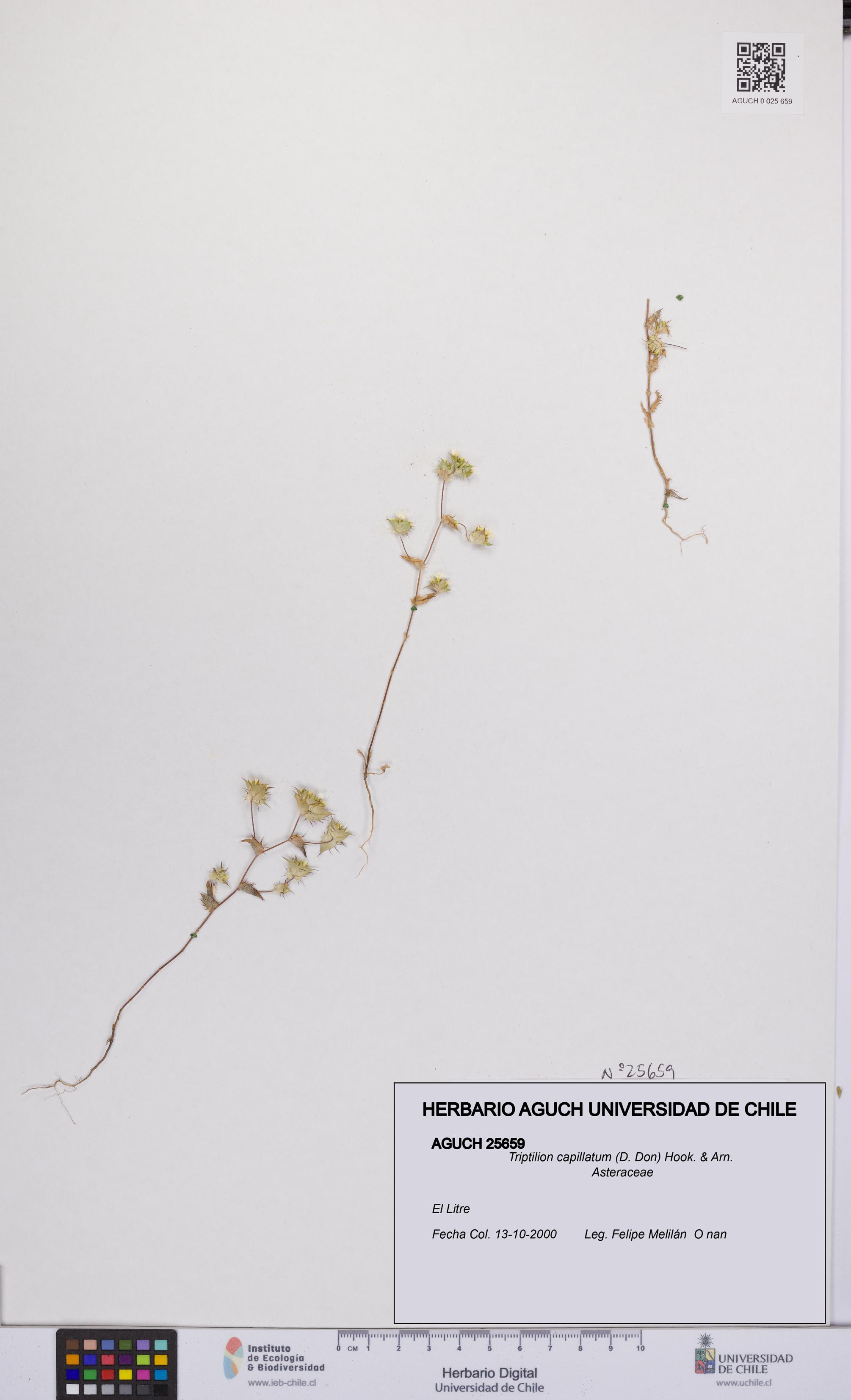 Triptilion capillatum [Espécimen: UCH:AGUCH:0025659]