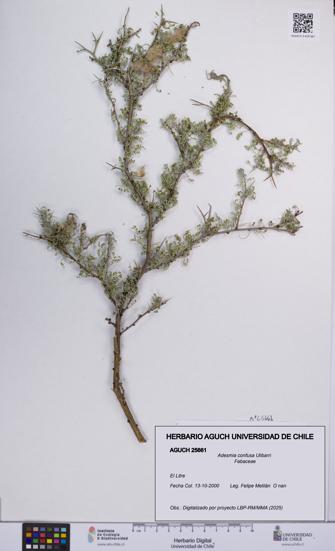 Adesmia confusa [Espécimen: UCH:AGUCH:0025661]