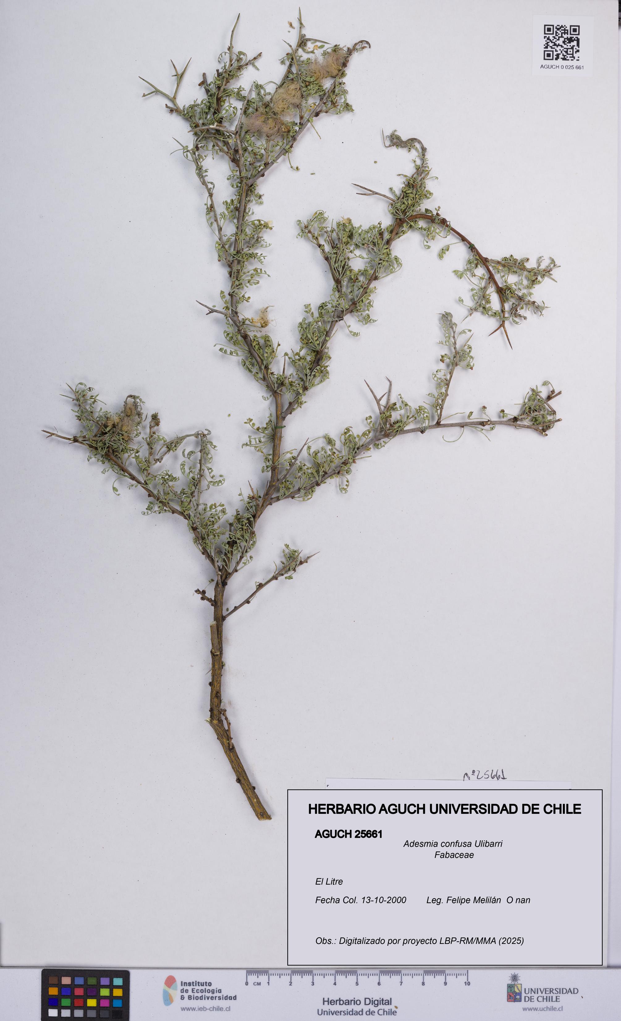 Adesmia confusa [Espécimen: UCH:AGUCH:0025661]