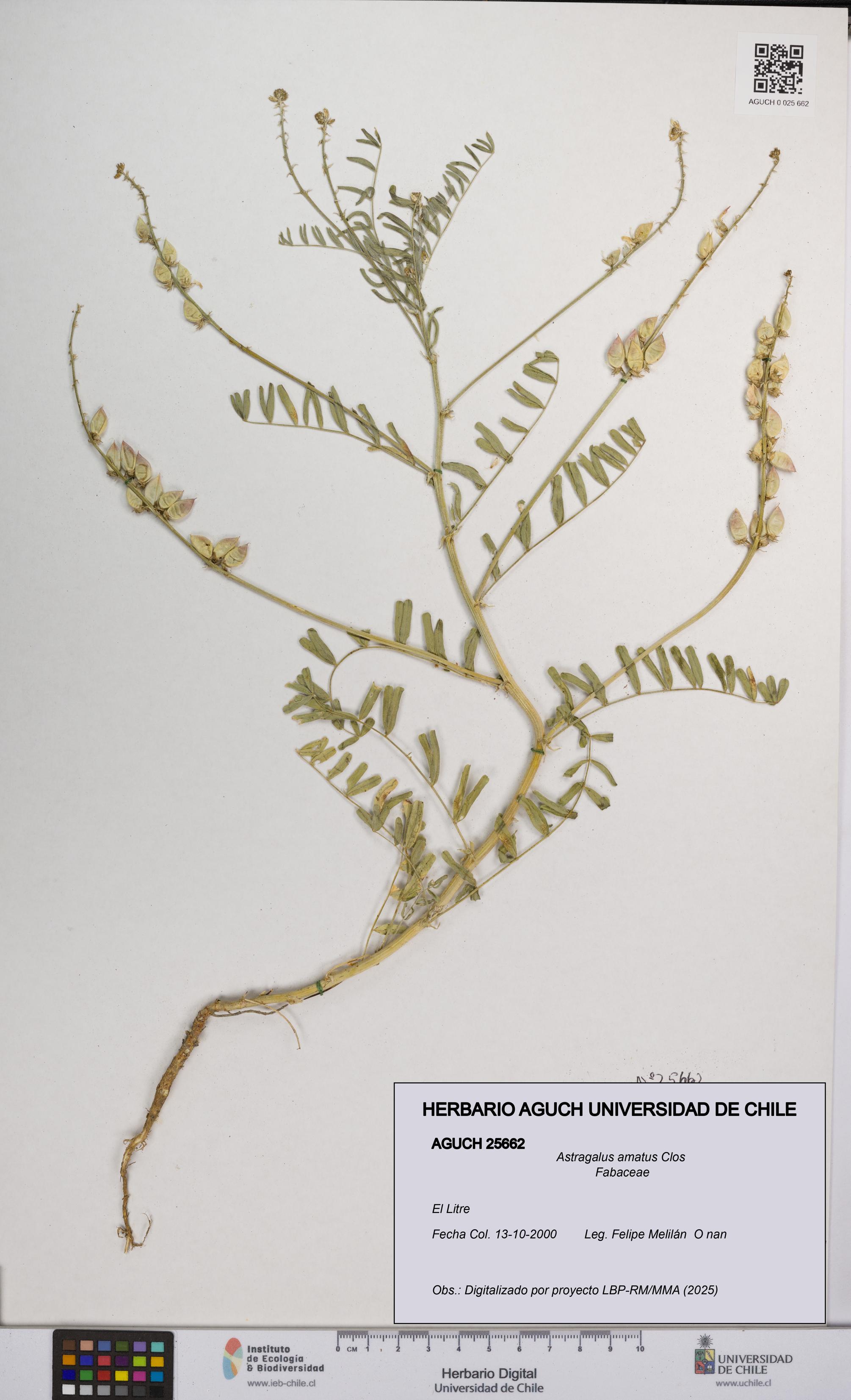 Astragalus amatus [Espécimen: UCH:AGUCH:0025662]