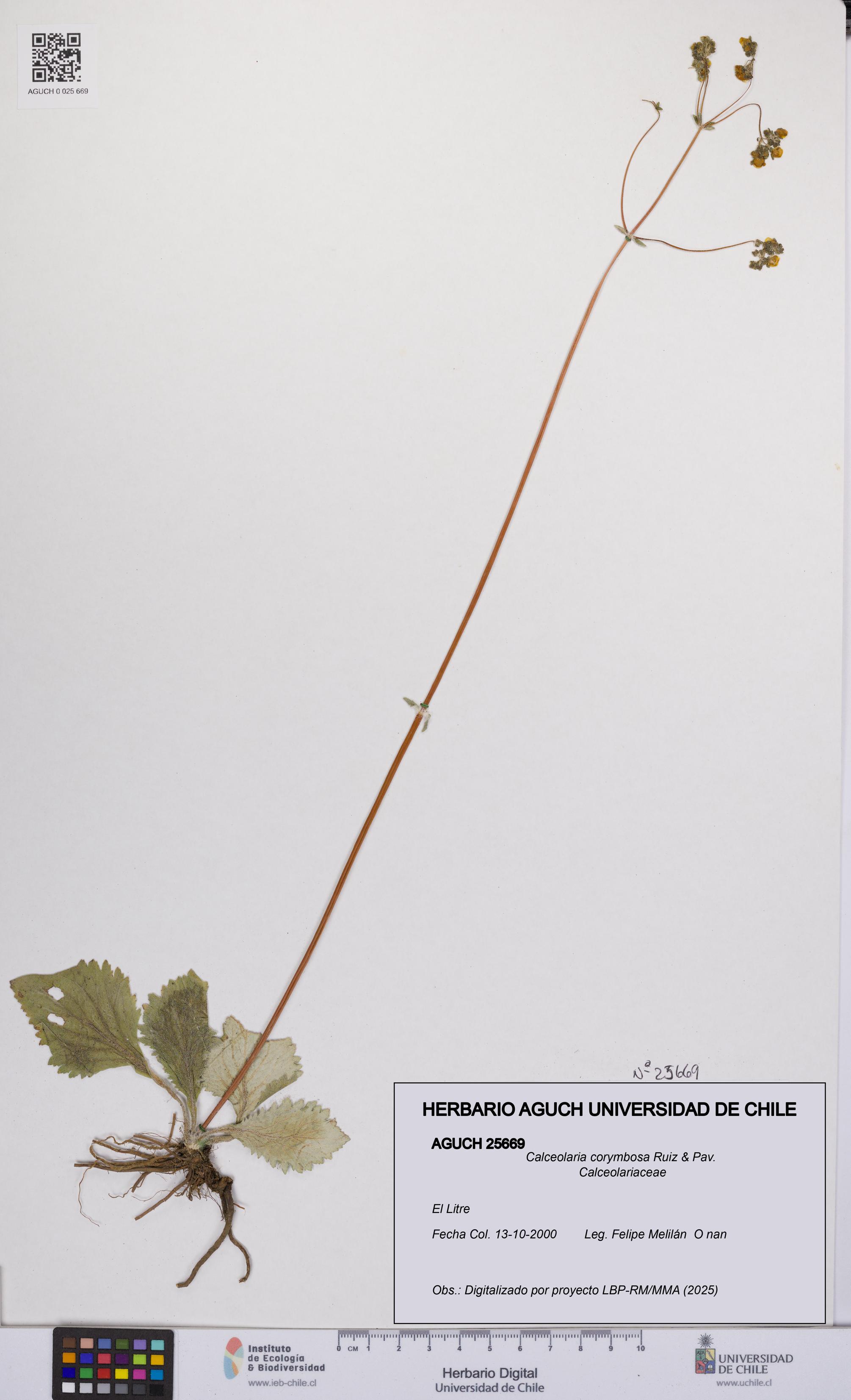 Calceolaria corymbosa [Espécimen: UCH:AGUCH:0025669]