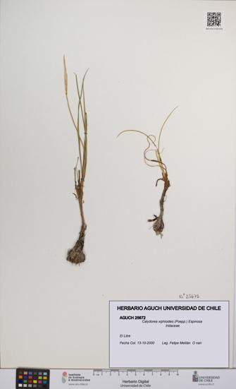 Calydorea xiphioides [Espécimen: UCH:AGUCH:0025672]