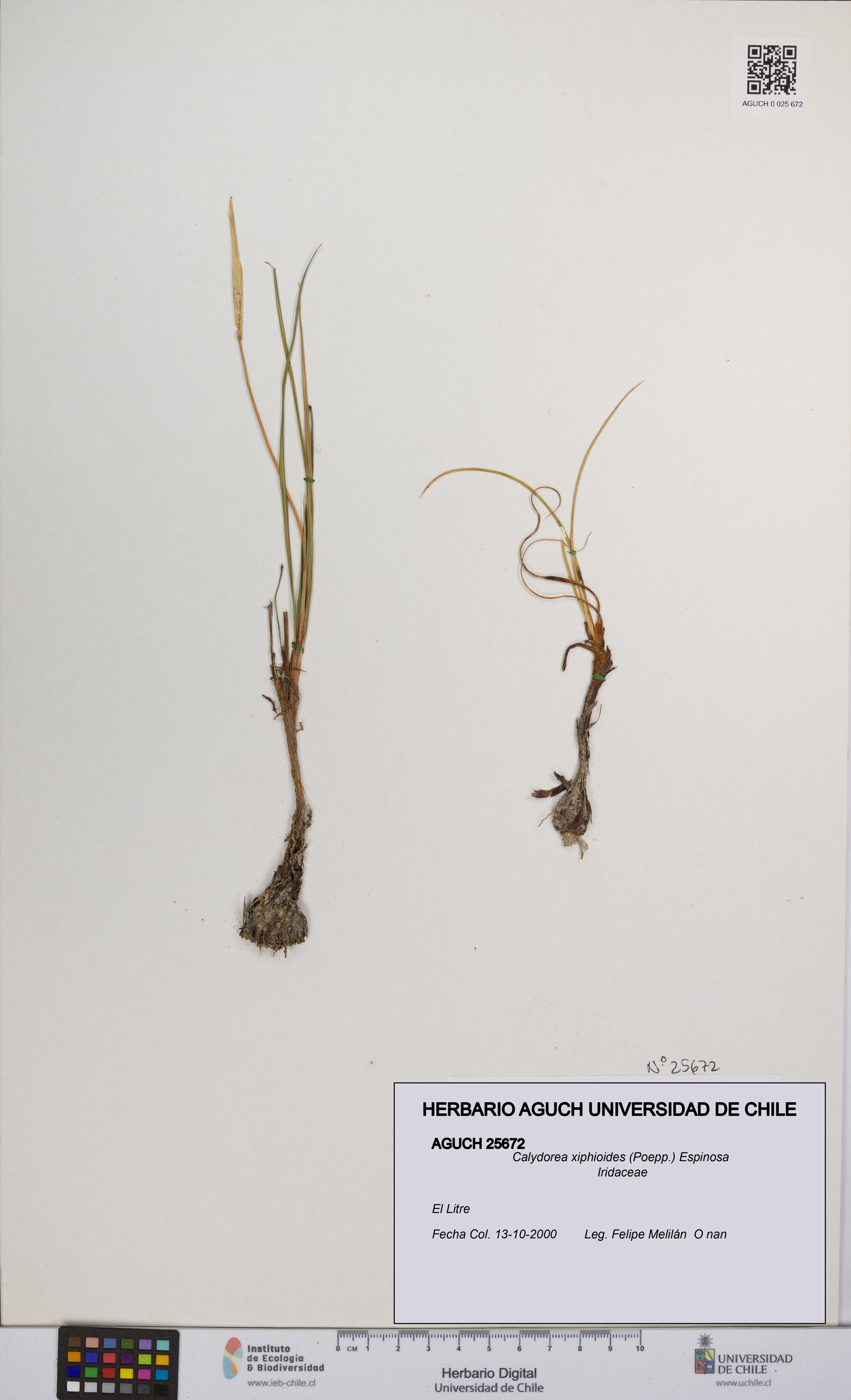 Calydorea xiphioides [Espécimen: UCH:AGUCH:0025672]