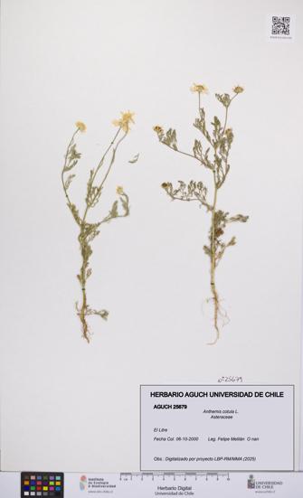 Anthemis cotula [Espécimen: UCH:AGUCH:0025679]