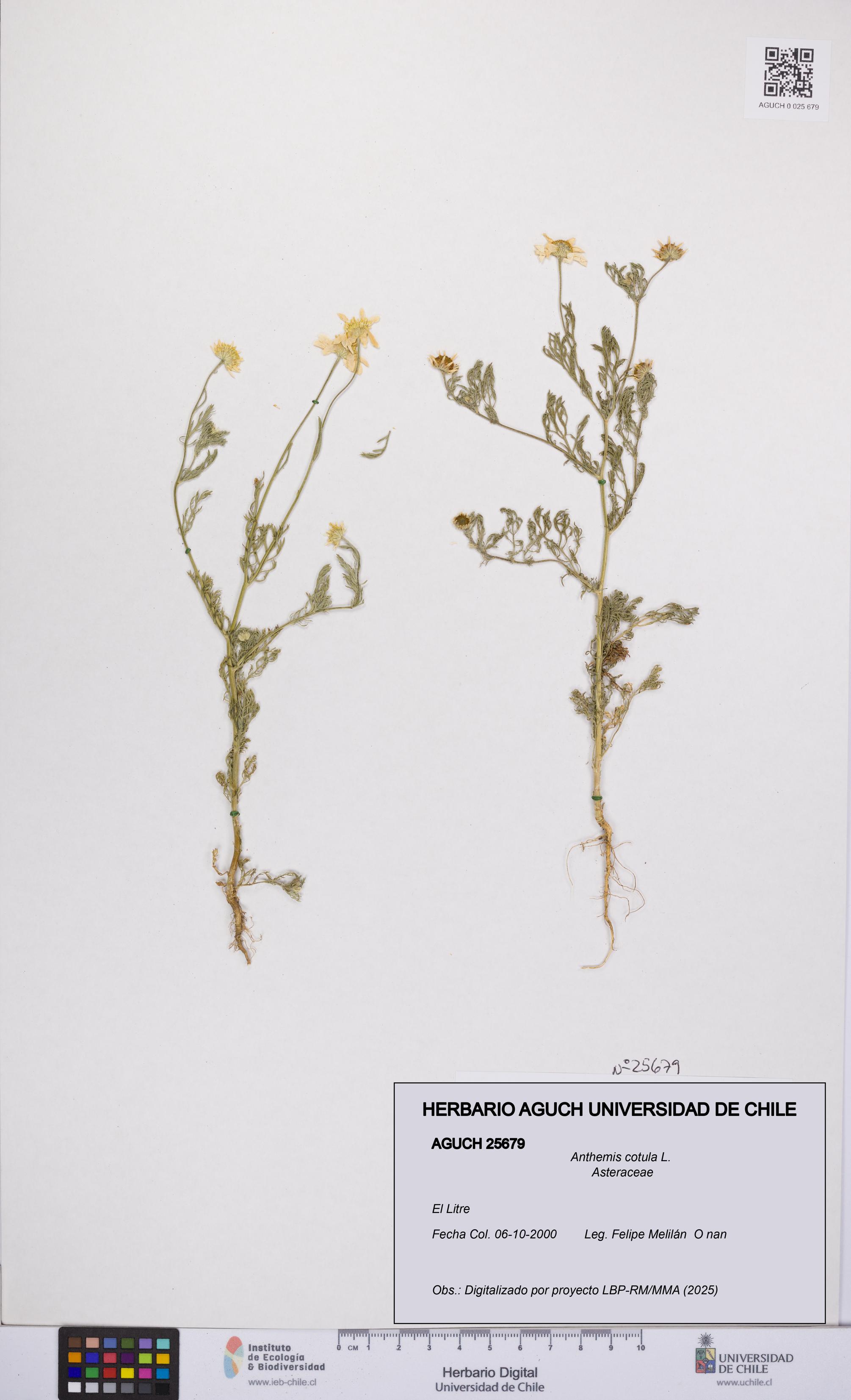 Anthemis cotula [Espécimen: UCH:AGUCH:0025679]