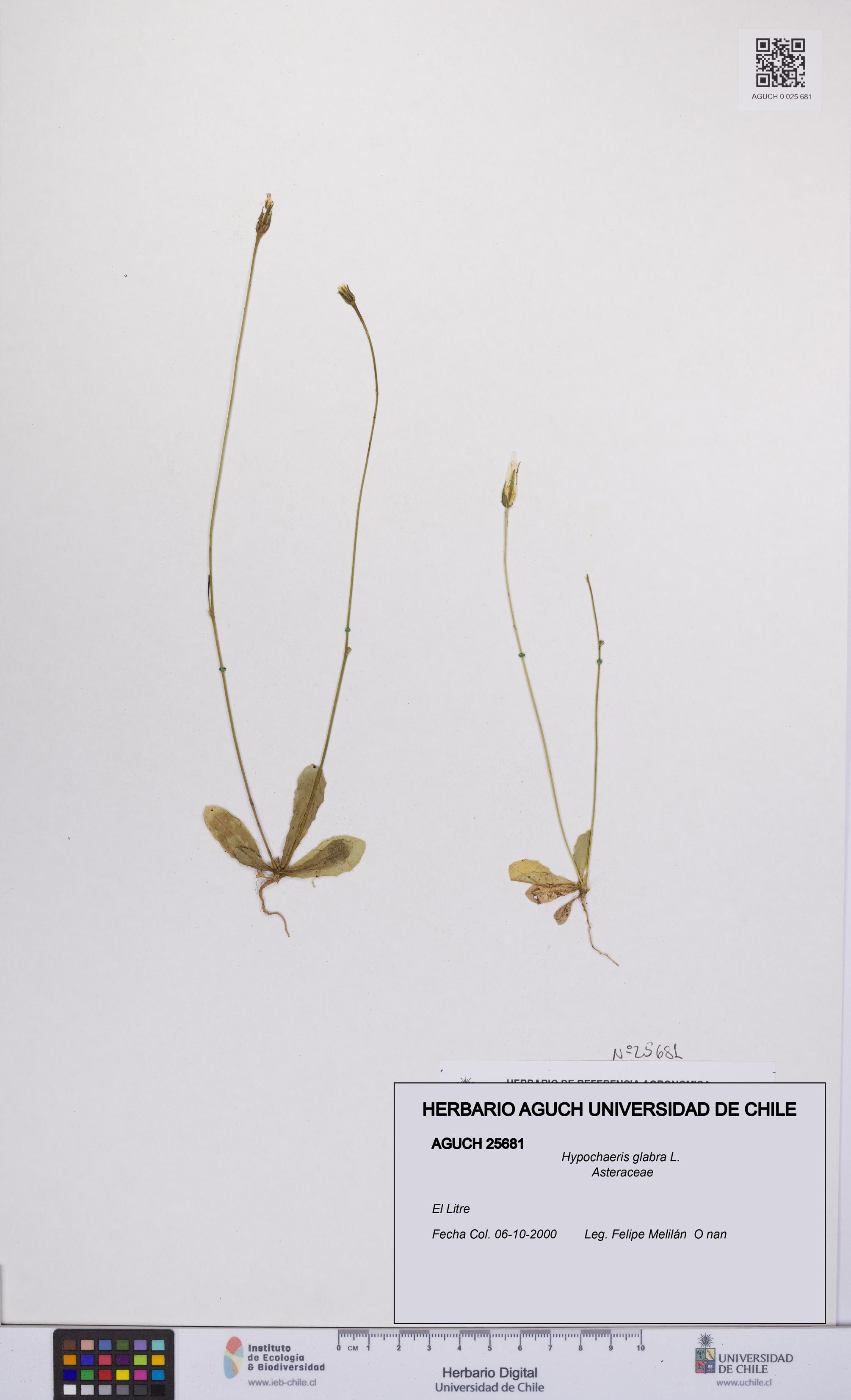 Hypochaeris glabra [Espécimen: UCH:AGUCH:0025681]