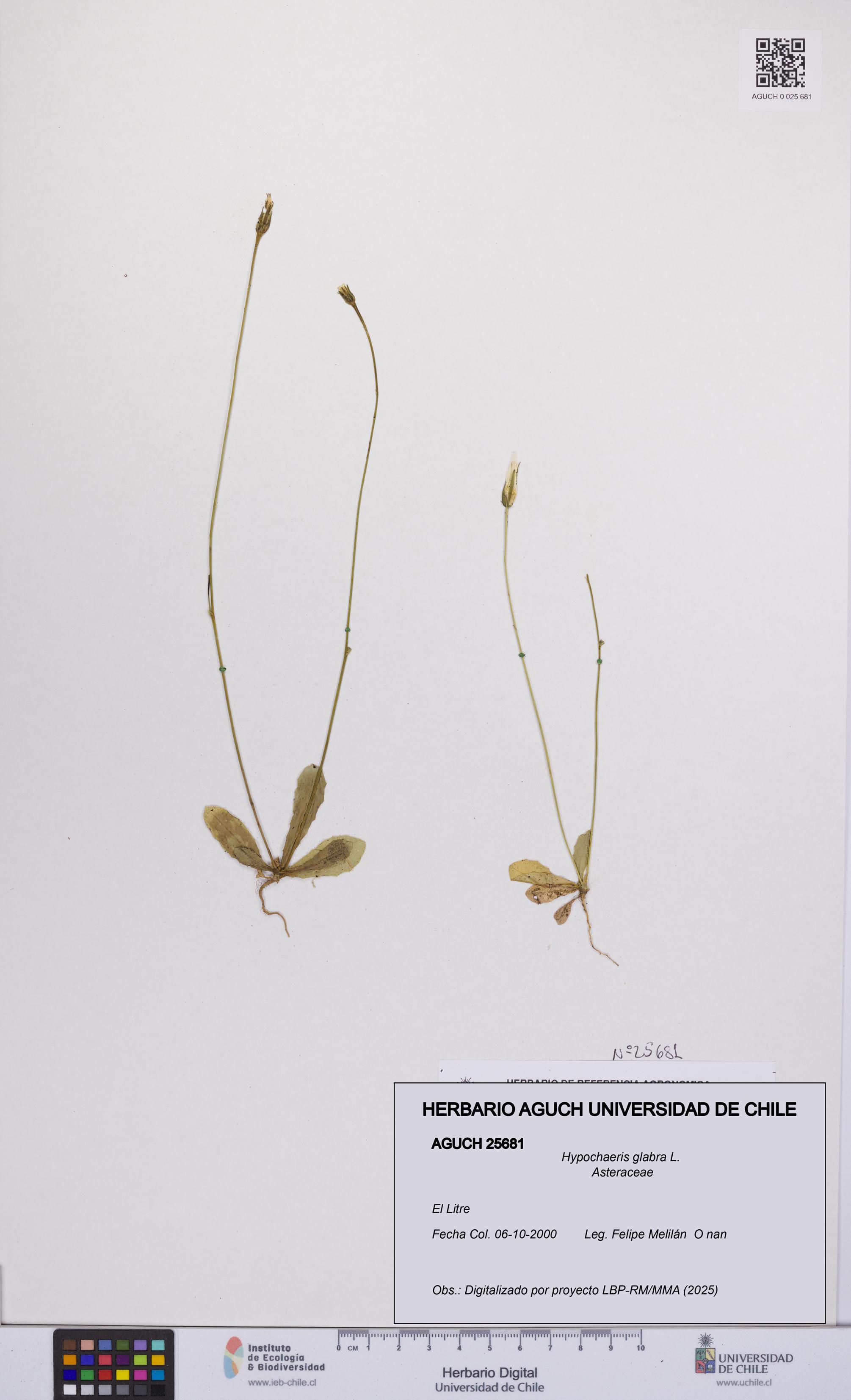 Hypochaeris glabra [Espécimen: UCH:AGUCH:0025681]