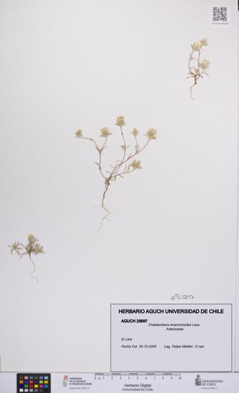 Chaetanthera moenchioides [Espécimen: UCH:AGUCH:0025697]
