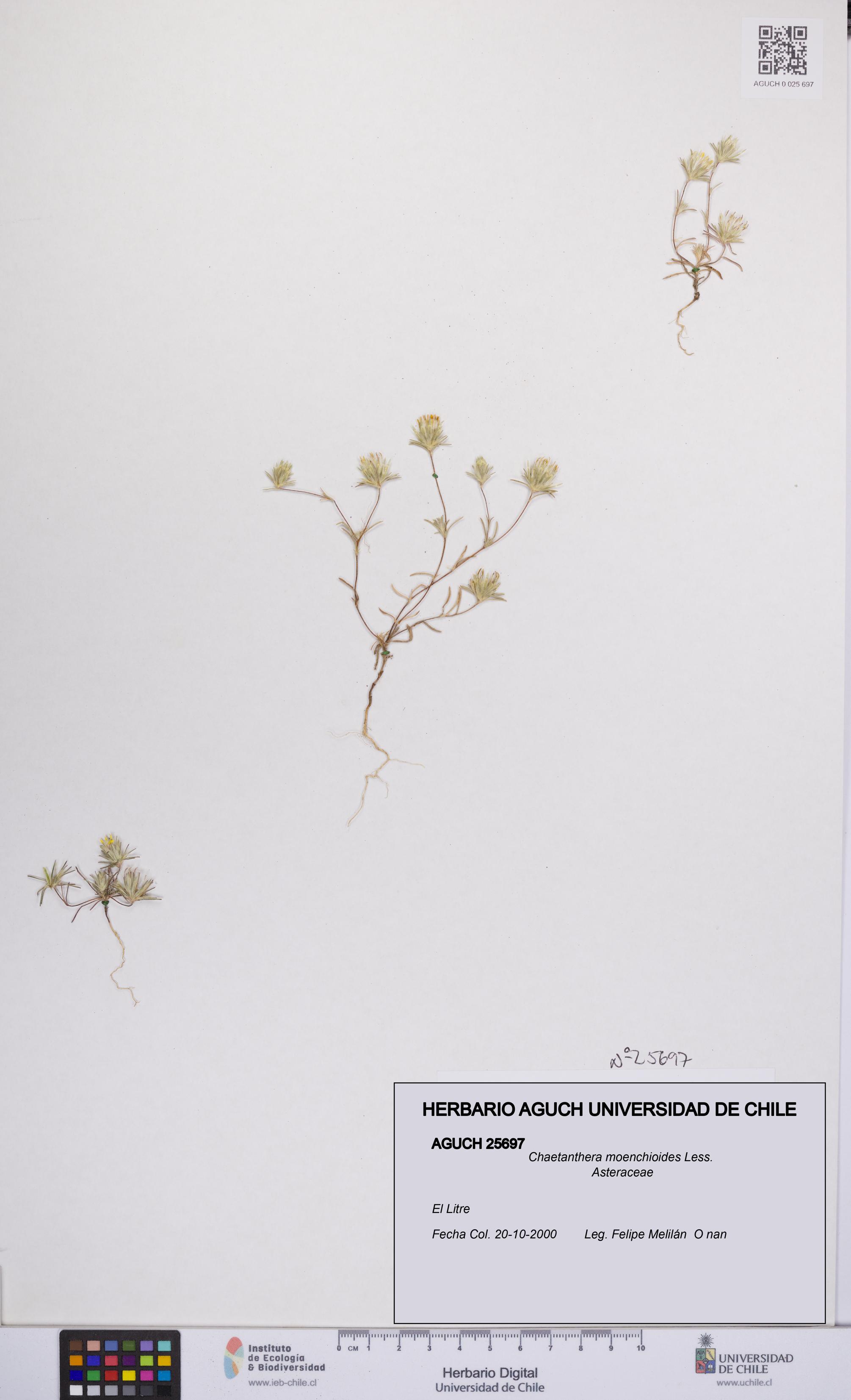 Chaetanthera moenchioides [Espécimen: UCH:AGUCH:0025697]