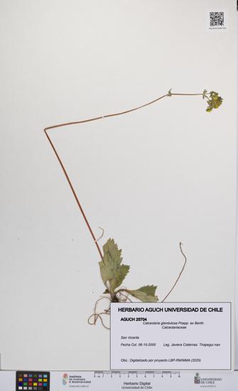 Calceolaria glandulosa [Espécimen: UCH:AGUCH:0025704]
