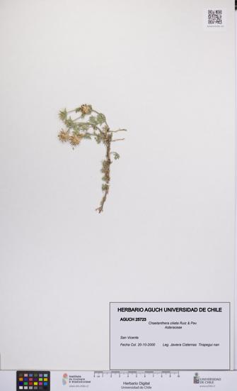 Chaetanthera ciliata [Espécimen: UCH:AGUCH:0025723]