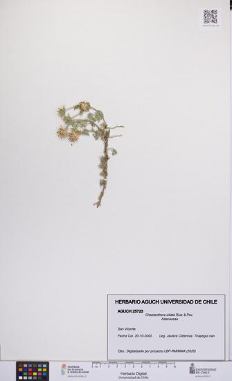 Chaetanthera ciliata [Espécimen: UCH:AGUCH:0025723]