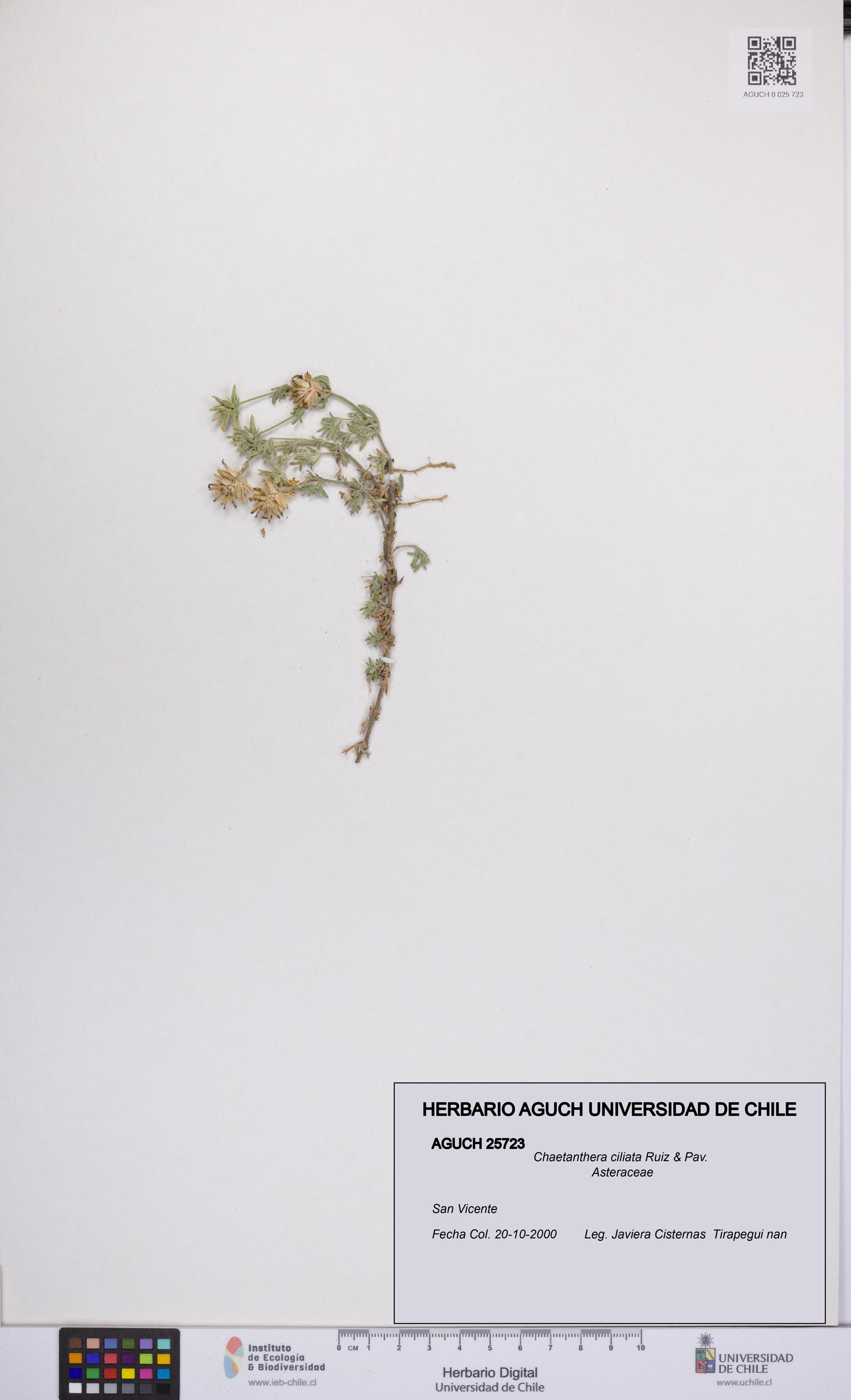 Chaetanthera ciliata [Espécimen: UCH:AGUCH:0025723]