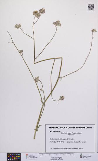 Leucheria rosea [Espécimen: UCH:AGUCH:0025734]