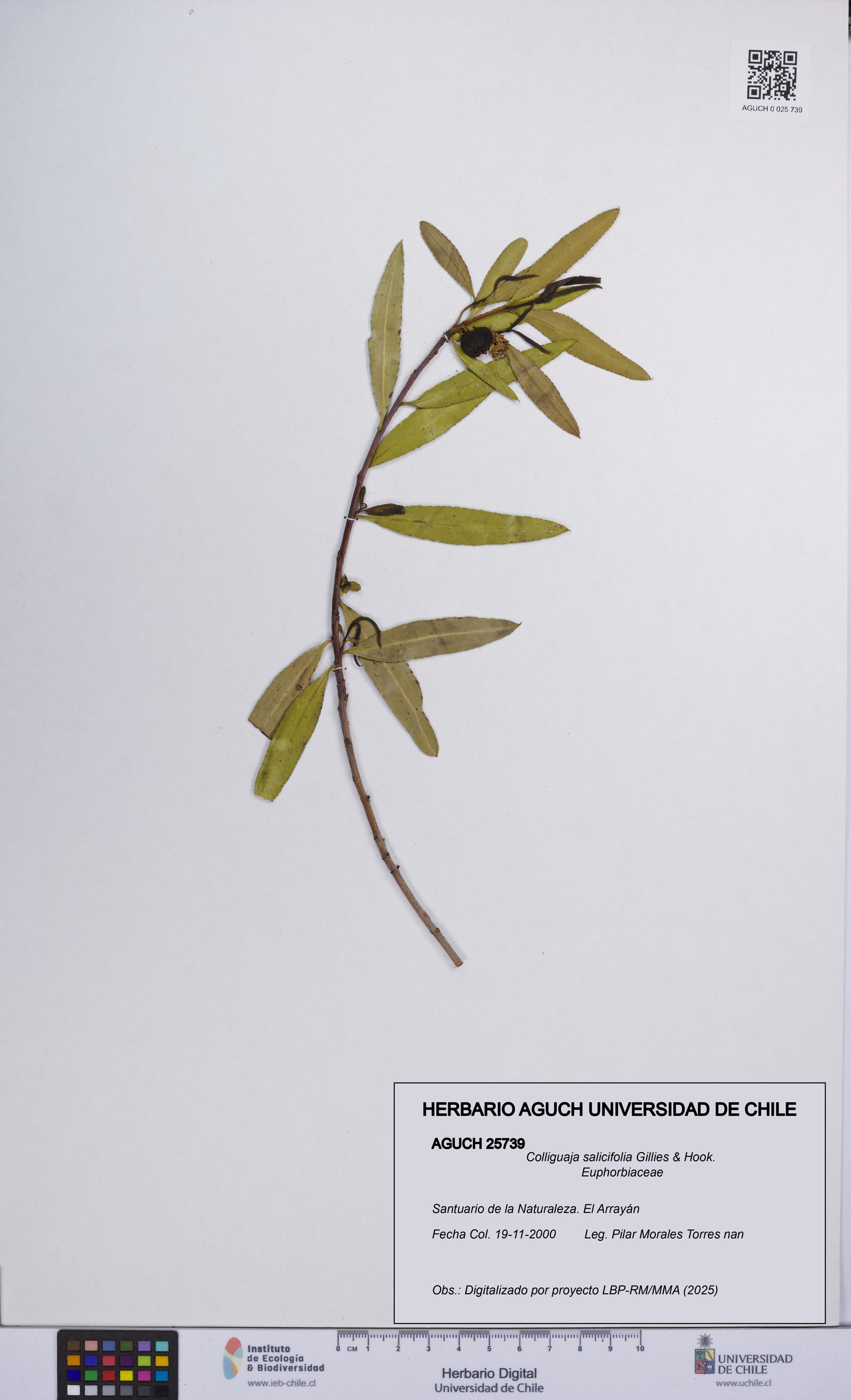 Colliguaja salicifolia [Espécimen: UCH:AGUCH:0025739]