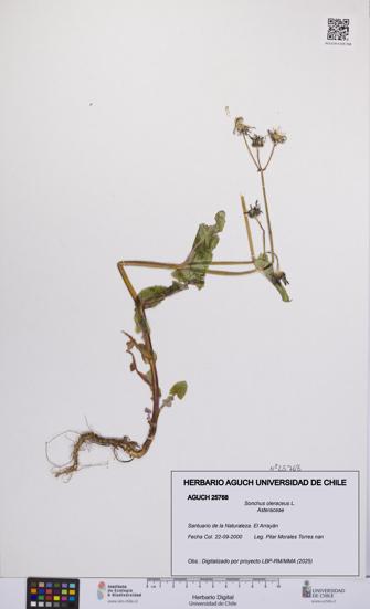 Sonchus oleraceus [Espécimen: UCH:AGUCH:0025768]