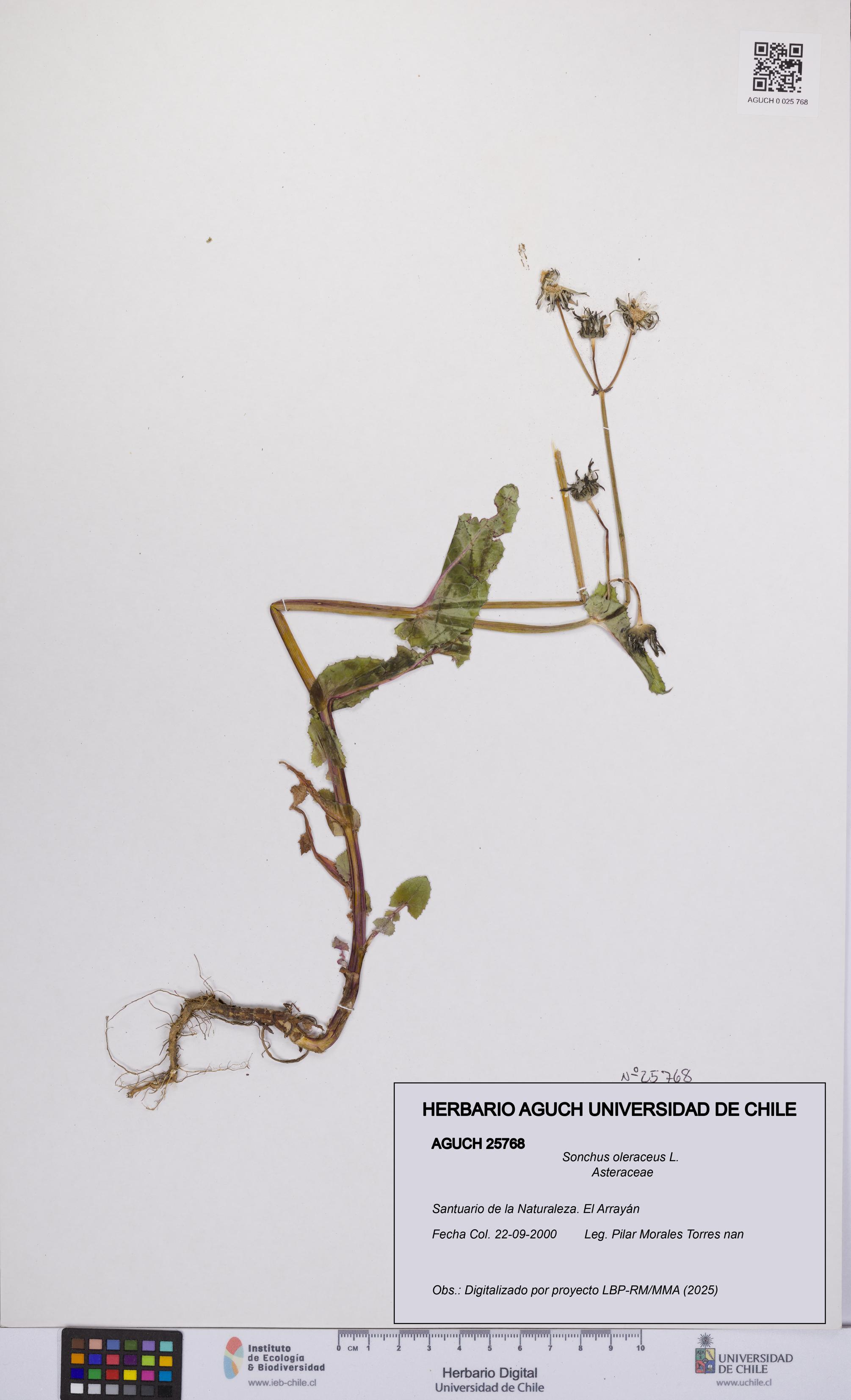 Sonchus oleraceus [Espécimen: UCH:AGUCH:0025768]