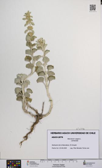Marrubium vulgare [Espécimen: UCH:AGUCH:0025776]