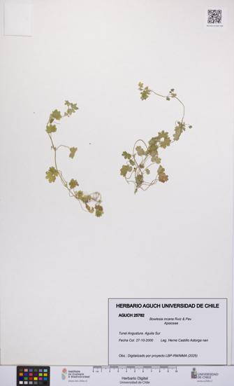 Bowlesia incana [Espécimen: UCH:AGUCH:0025782]