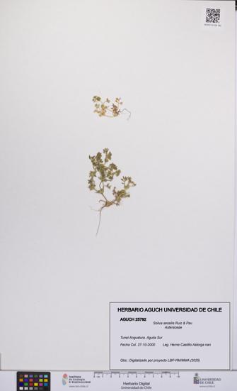 Soliva sessilis [Espécimen: UCH:AGUCH:0025792]