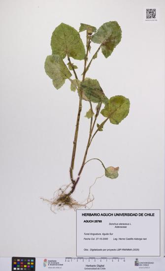 Sonchus oleraceus [Espécimen: UCH:AGUCH:0025793]