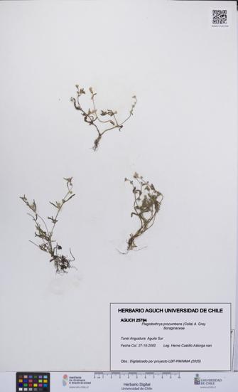 Plagiobothrys procumbens [Espécimen: UCH:AGUCH:0025794]