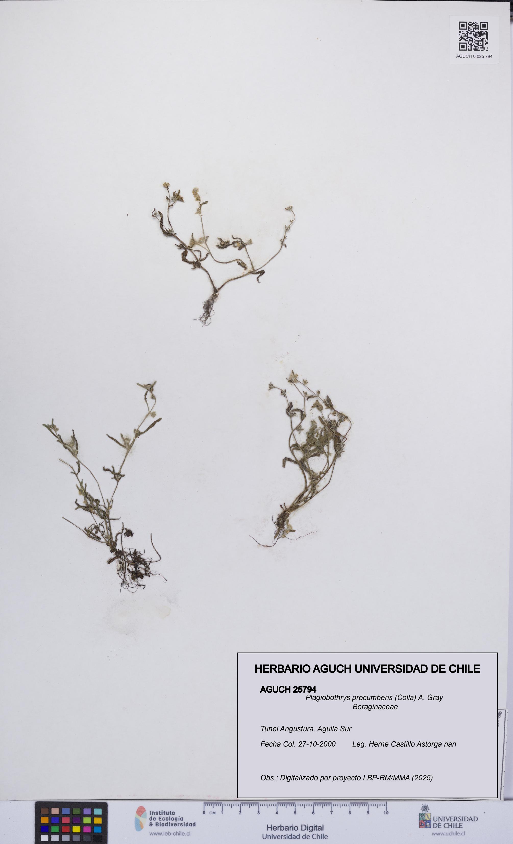 Plagiobothrys procumbens [Espécimen: UCH:AGUCH:0025794]