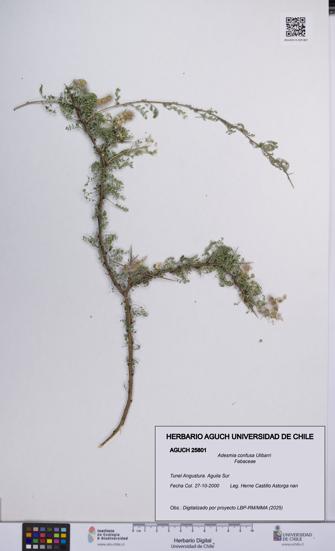 Adesmia confusa [Espécimen: UCH:AGUCH:0025801]