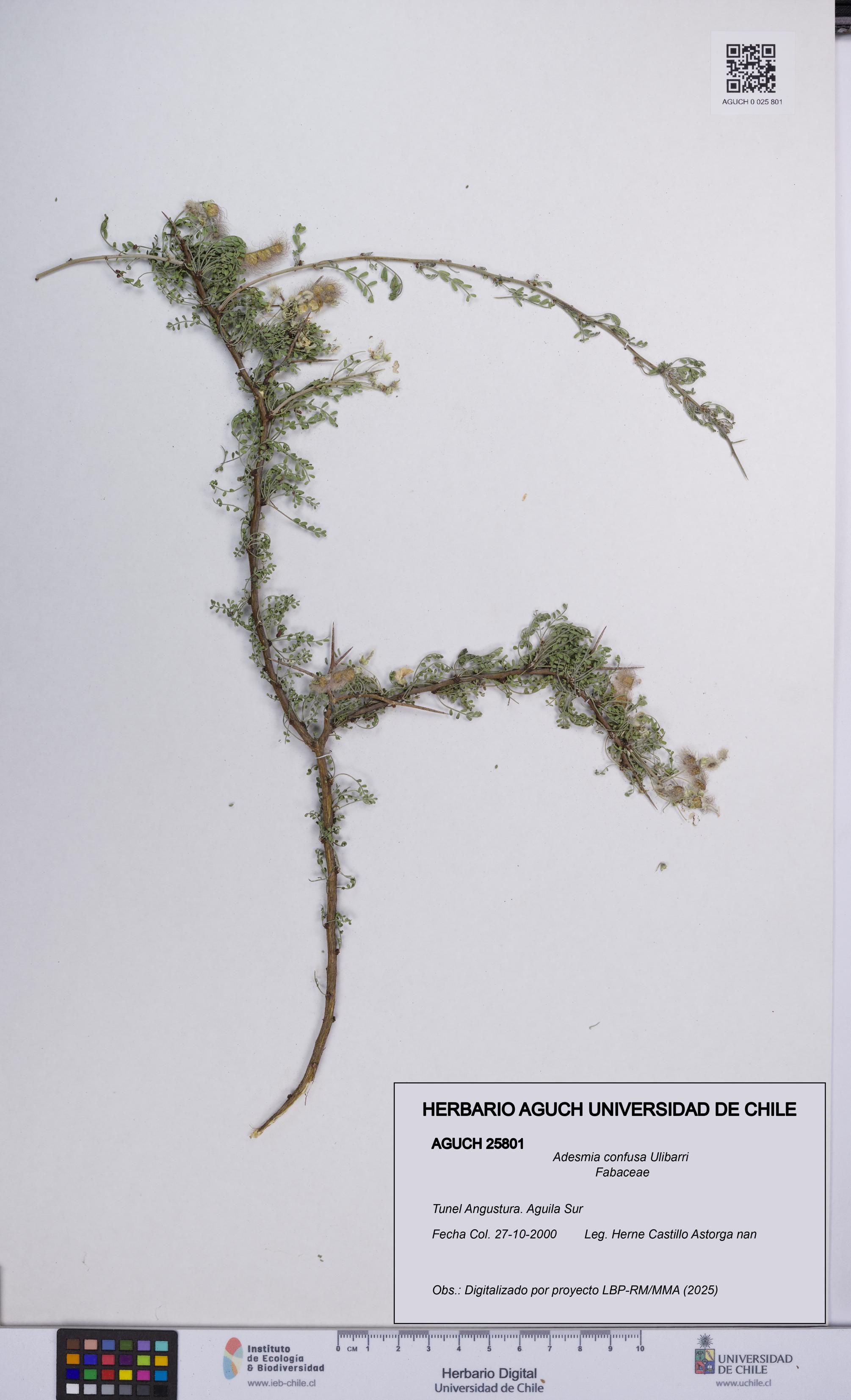 Adesmia confusa [Espécimen: UCH:AGUCH:0025801]