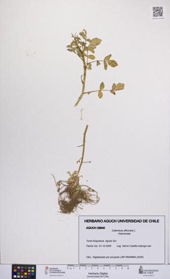 Calendula officinalis [Espécimen: UCH:AGUCH:0025845]