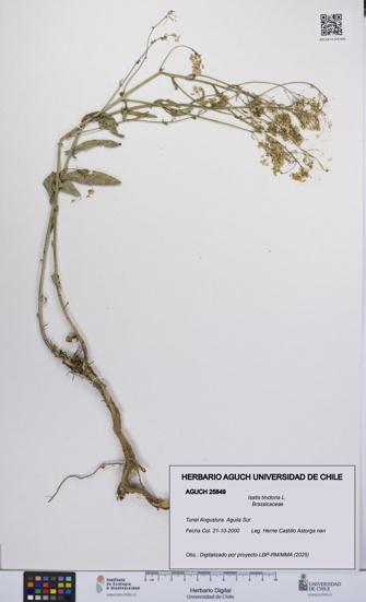 Isatis tinctoria [Espécimen: UCH:AGUCH:0025849]