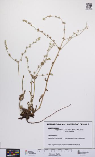 Plagiobothrys fulvus [Espécimen: UCH:AGUCH:0025863]