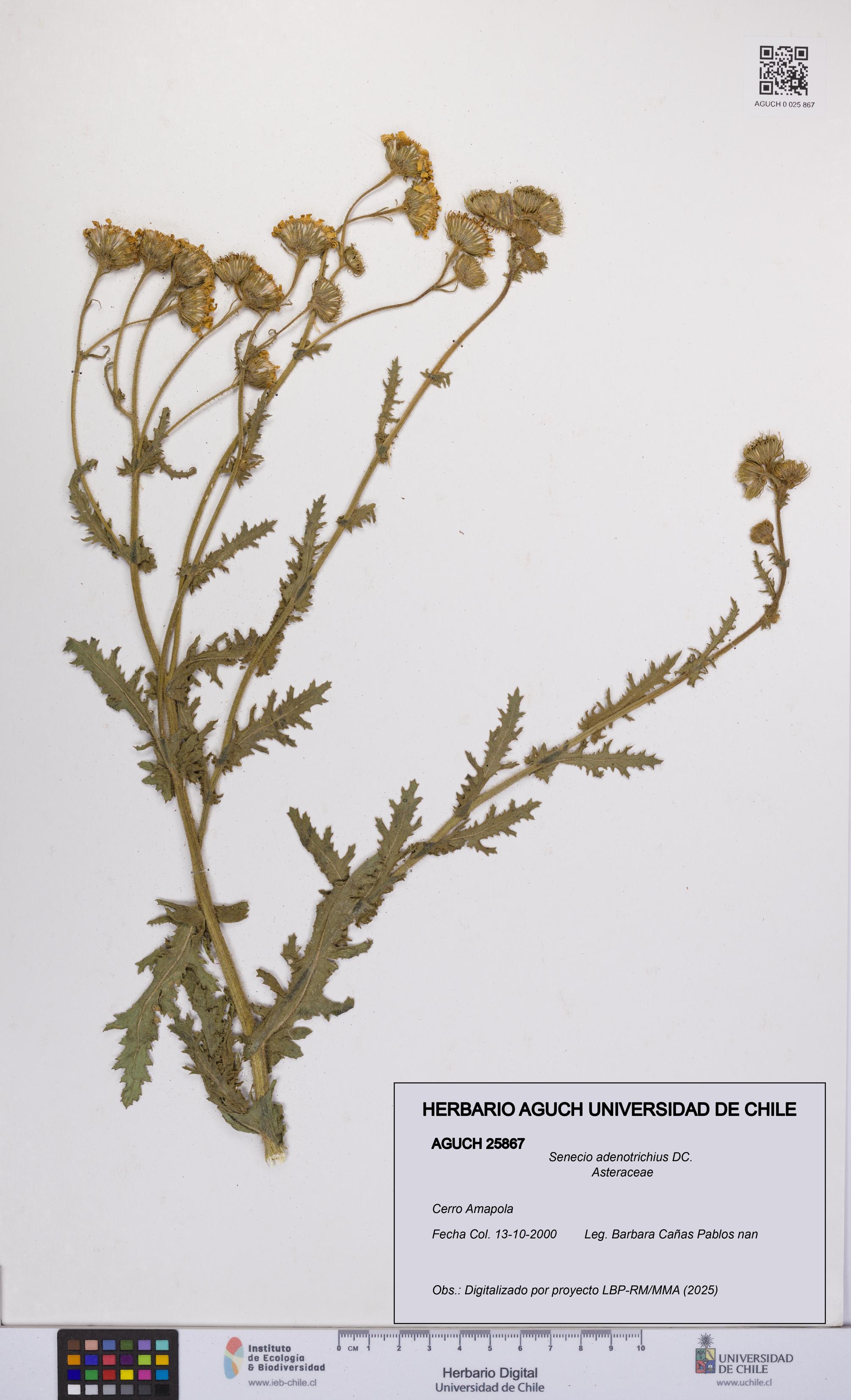 Senecio adenotrichius [Espécimen: UCH:AGUCH:0025867]