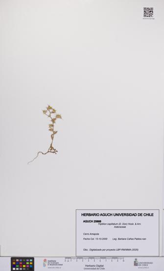 Triptilion capillatum [Espécimen: UCH:AGUCH:0025868]