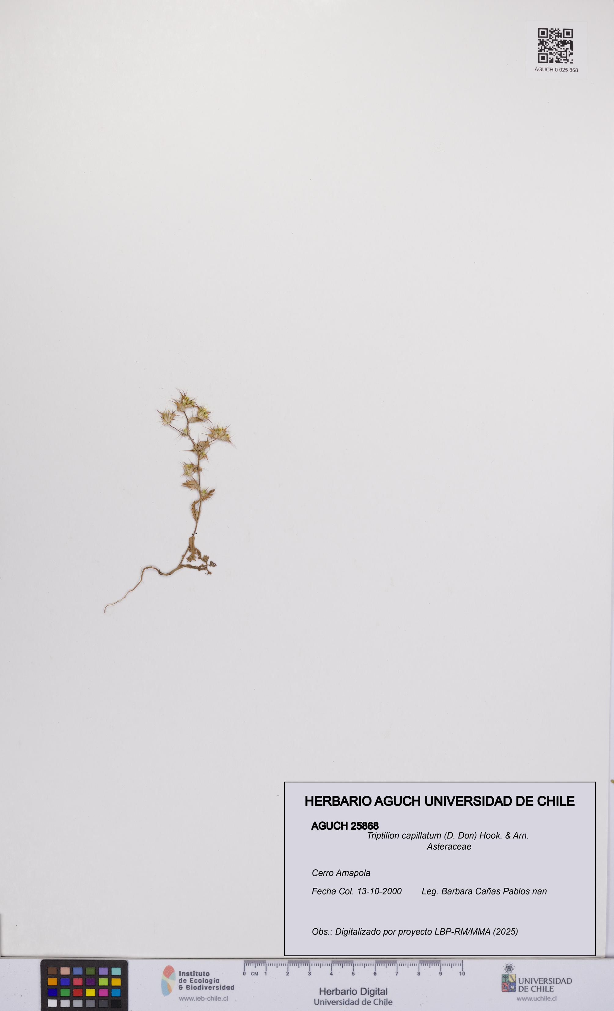 Triptilion capillatum [Espécimen: UCH:AGUCH:0025868]