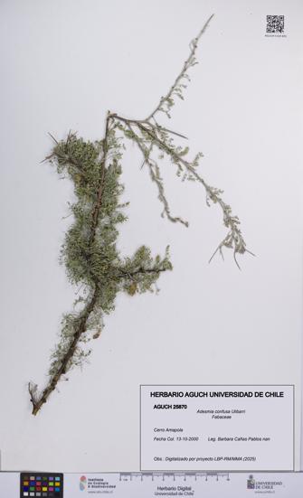 Adesmia confusa [Espécimen: UCH:AGUCH:0025870]