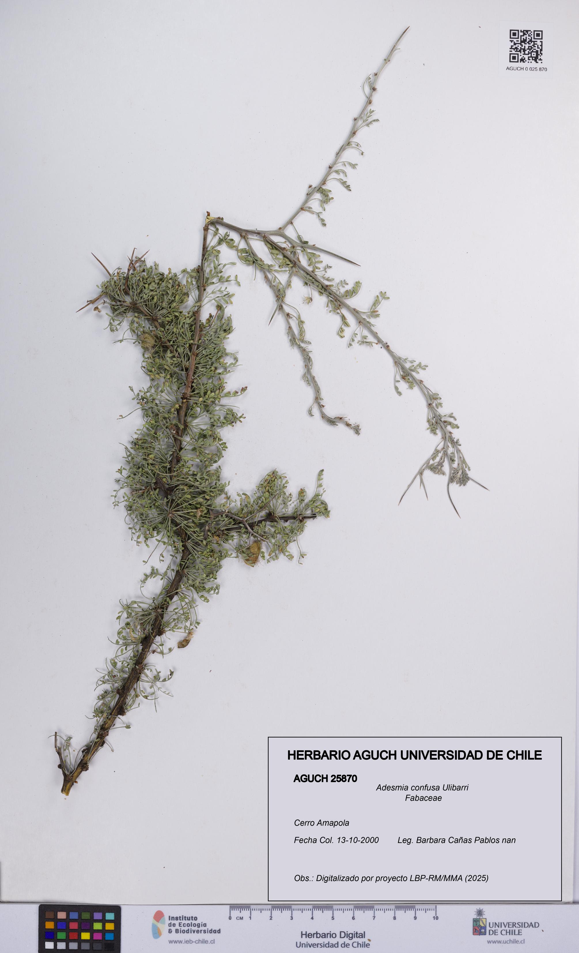 Adesmia confusa [Espécimen: UCH:AGUCH:0025870]