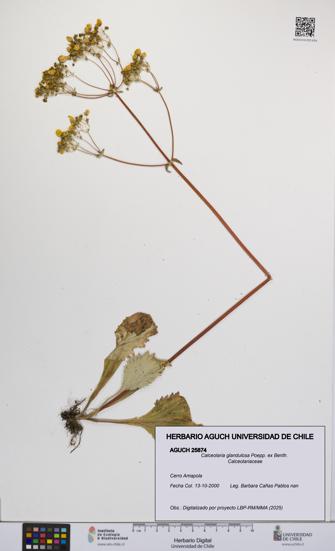 Calceolaria glandulosa [Espécimen: UCH:AGUCH:0025874]