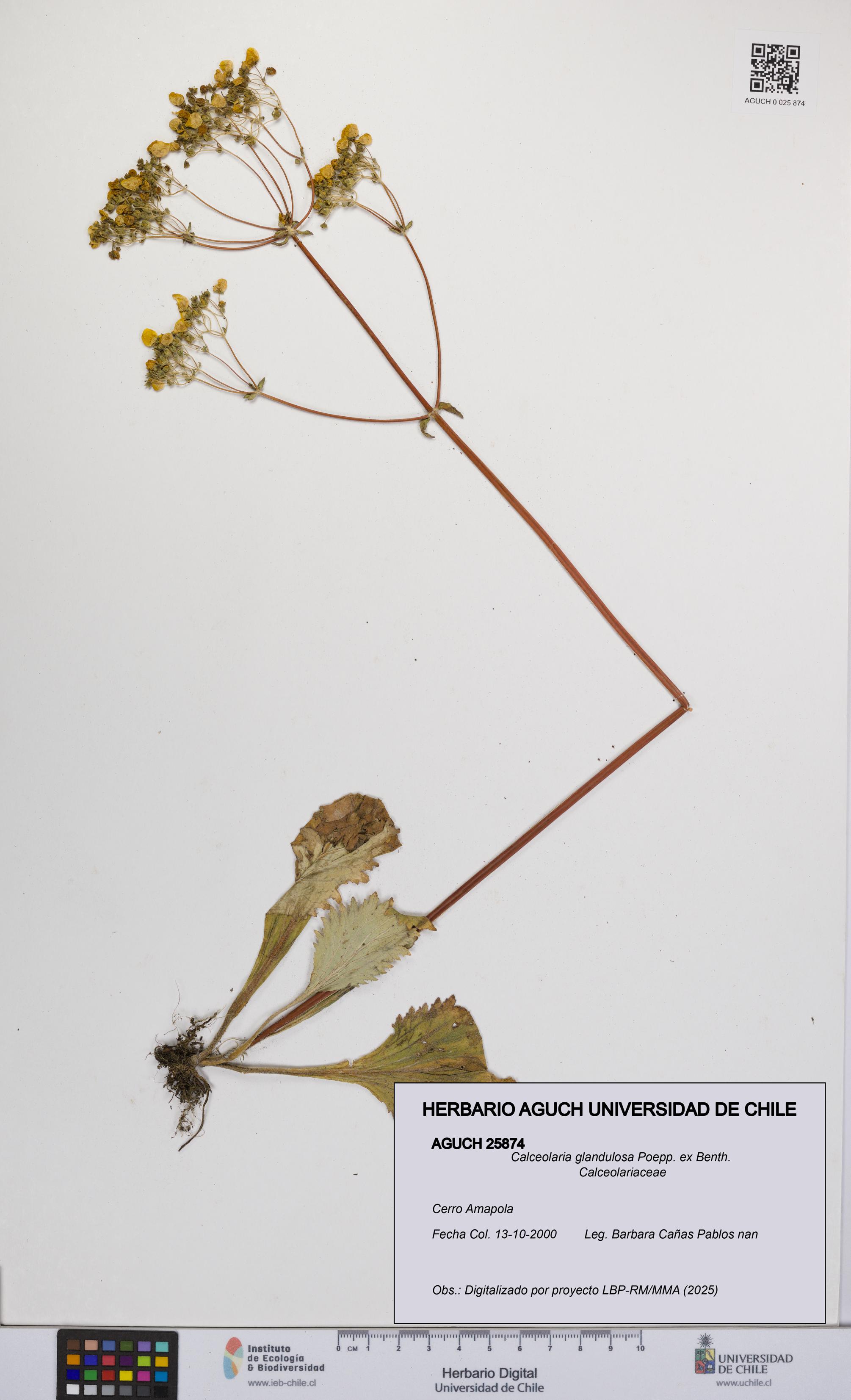Calceolaria glandulosa [Espécimen: UCH:AGUCH:0025874]