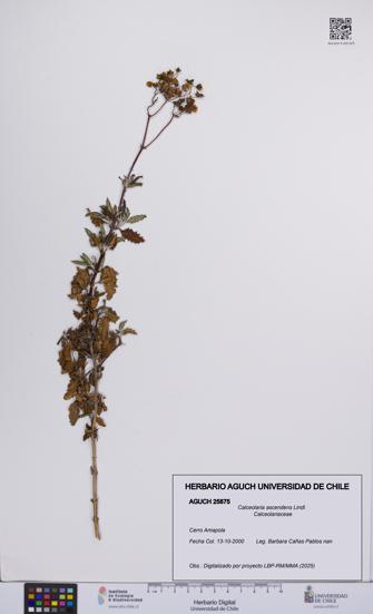 Calceolaria ascendens [Espécimen: UCH:AGUCH:0025875]