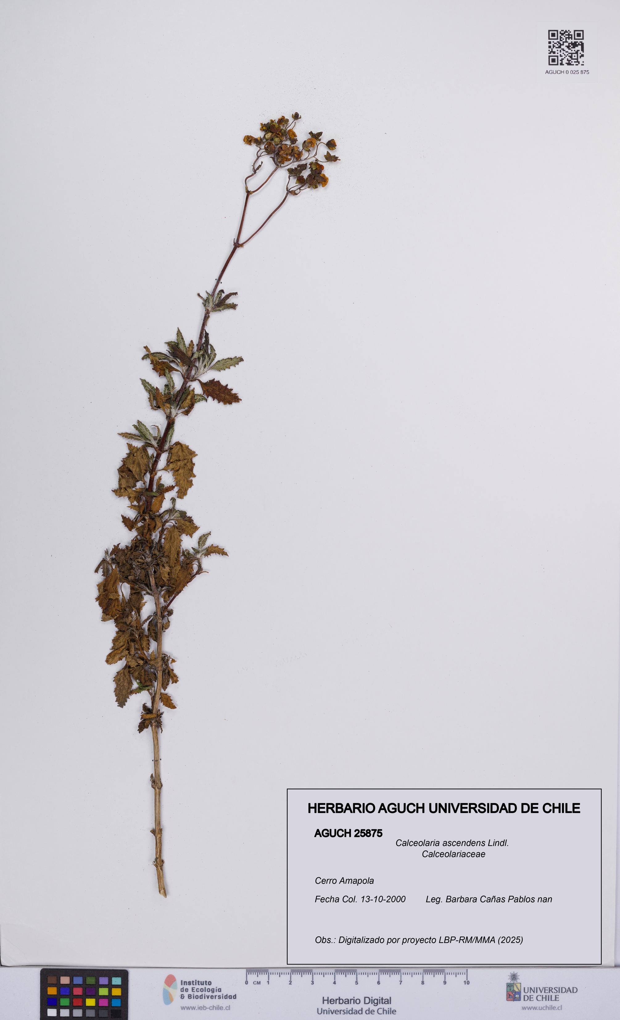 Calceolaria ascendens [Espécimen: UCH:AGUCH:0025875]