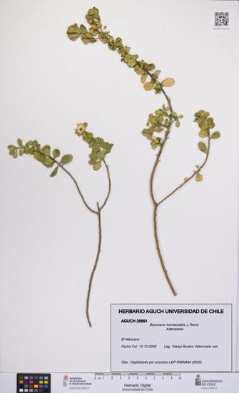 Baccharis rhomboidalis [Espécimen: UCH:AGUCH:0025891]
