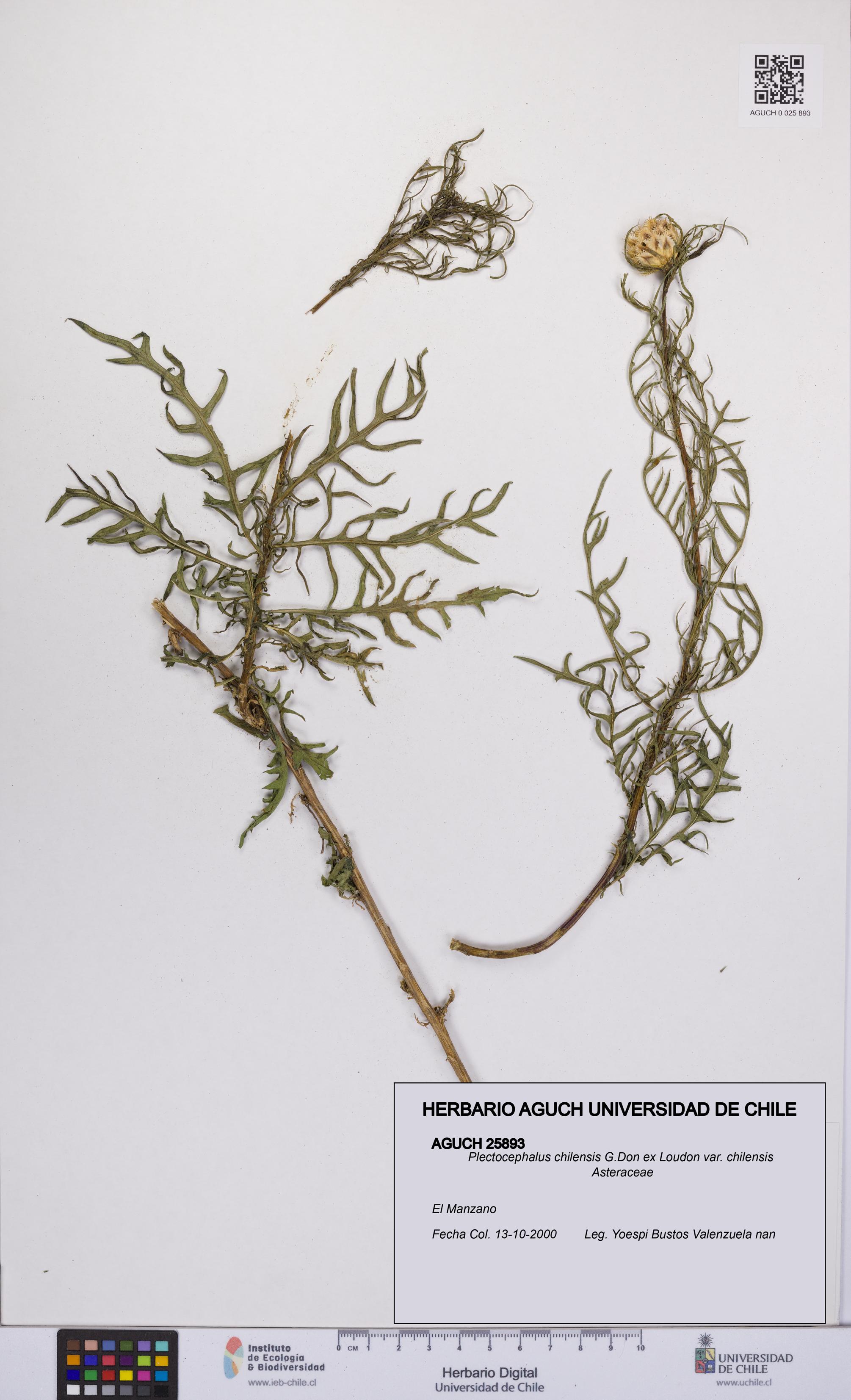Plectocephalus chilensis var. chilensis [Espécimen: UCH:AGUCH:0025893]