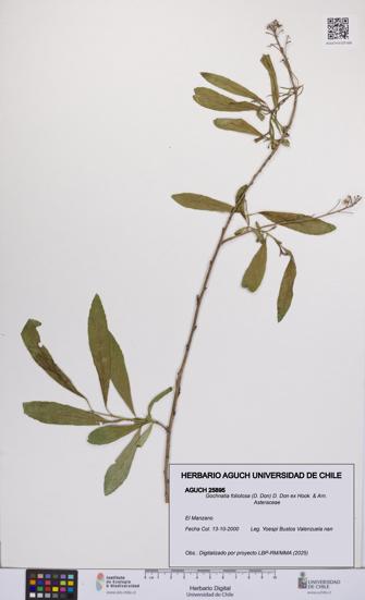 Gochnatia foliolosa [Espécimen: UCH:AGUCH:0025895]