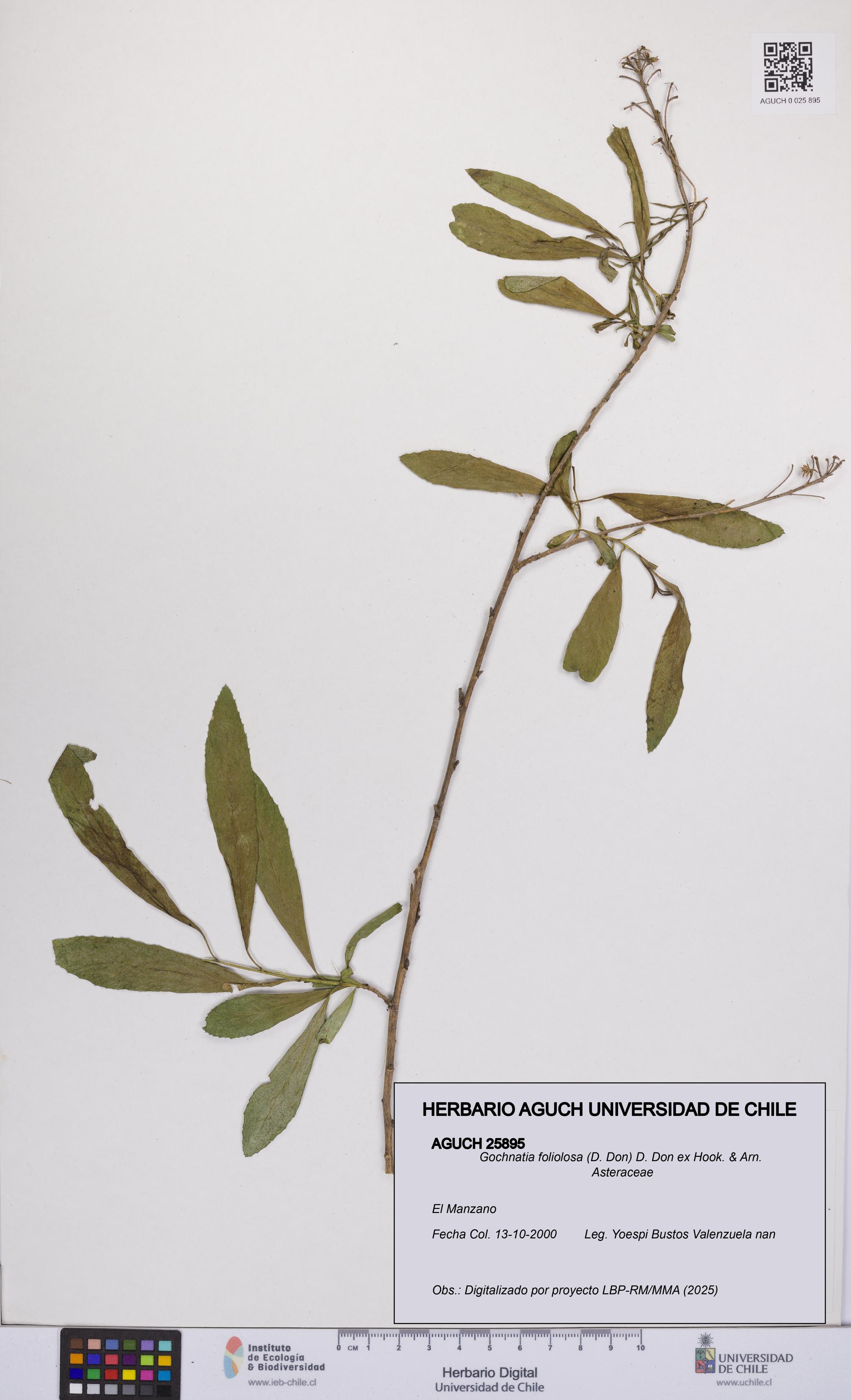 Gochnatia foliolosa [Espécimen: UCH:AGUCH:0025895]