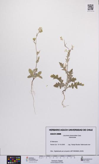 Leucheria hieracioides [Espécimen: UCH:AGUCH:0025896]