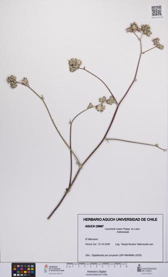 Leucheria rosea [Espécimen: UCH:AGUCH:0025897]