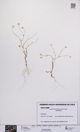 Leucheria tomentosa [Espécimen: UCH:AGUCH:0025898]