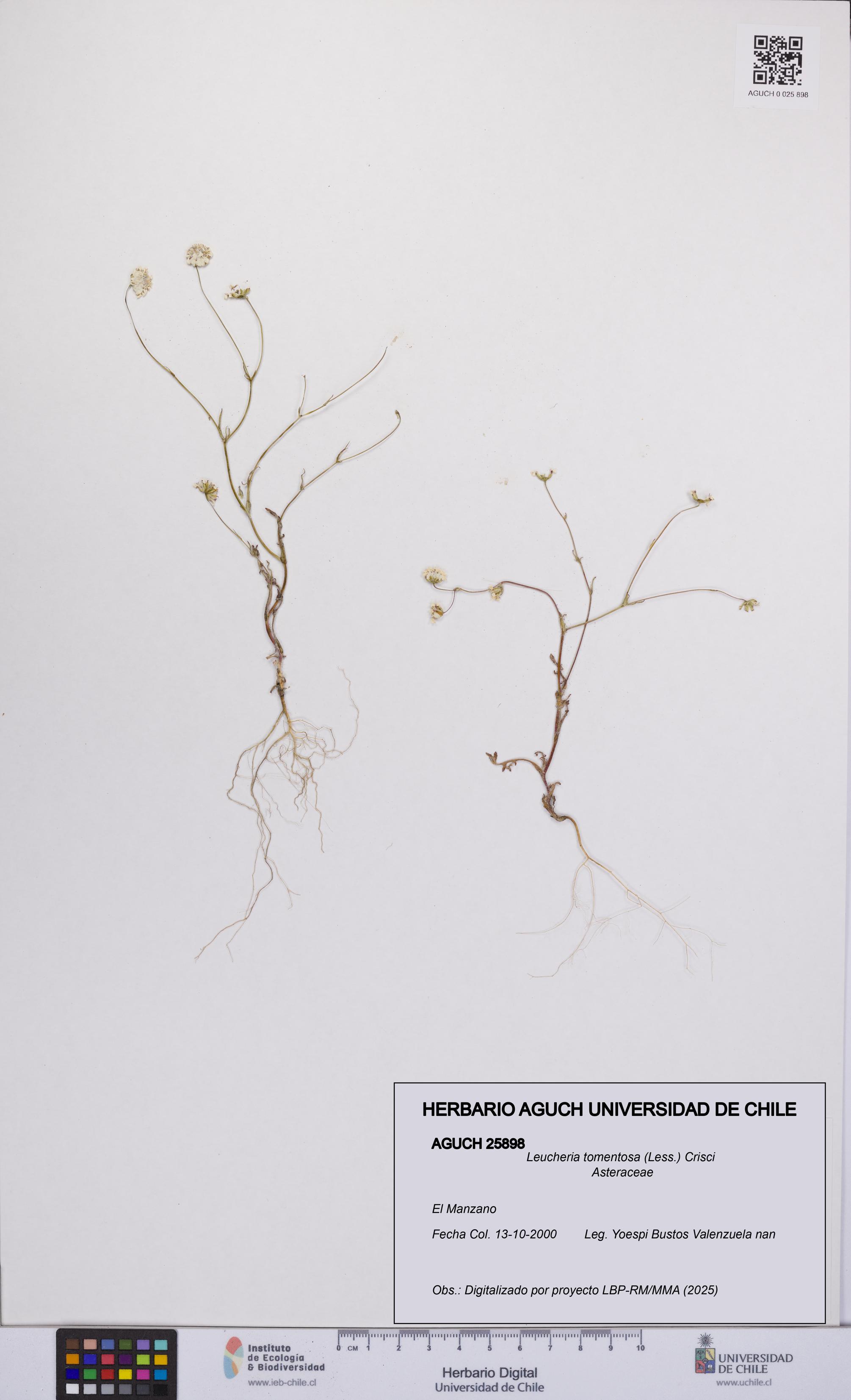 Leucheria tomentosa [Espécimen: UCH:AGUCH:0025898]